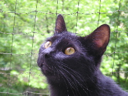Merlin