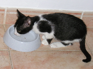 Now, I will not give you some water either!