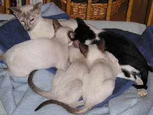 adopted by Ginny 13.08.2005
