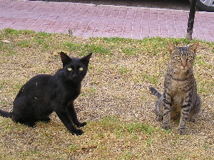 Romeo and Julian on 2nd of august 2004