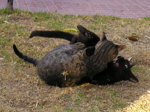Romeo and Julian on 2nd of august 2004