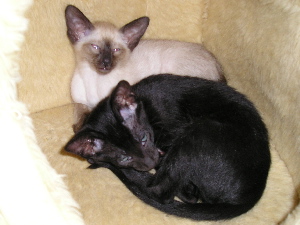 Tinky und Tiramisu 10 Wochen