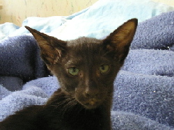 Tinkerbell