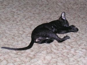 Tinky  spielt mit ihrer Maus 16.05.05