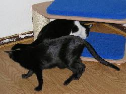 Lissy und Tinky sind neugierig. Lissy und Tinky sind neugierig.
