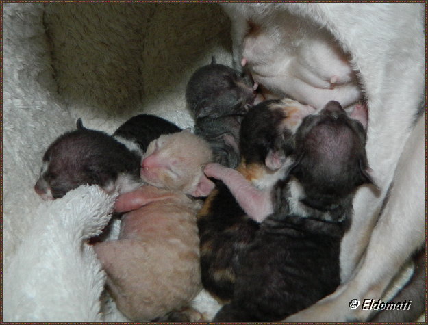 Die Babys haben Hunger