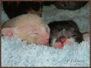 Neville und Nelson