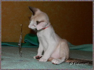 Jingle Bell spielt Jingle Bell spielt