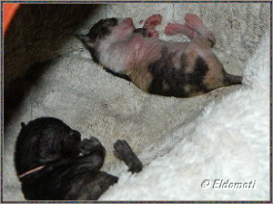Schlafende Babys Schlafende Babys
