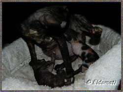 Eesha mit dreien Ihrer Babys Eesha mit dreien Ihrer Babys