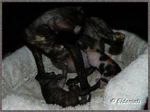 Eesha mit zweien ihrer Babys Eesha mit zweien ihrer Babys