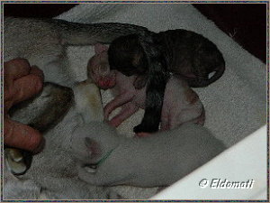 Zwei der Babys von Eesha mit Fiona