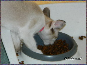 Jimmy ist immer hungrig