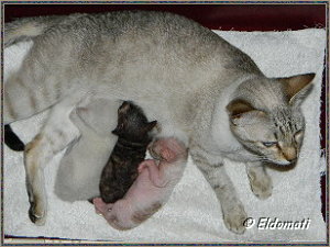 Hungrige Babys Hungrige Babys