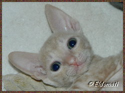 Eldomati Neville