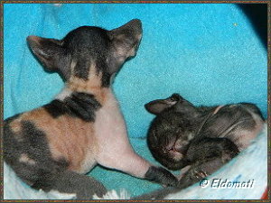 Luciérnaga und Leilah Luciérnaga und Leilah
