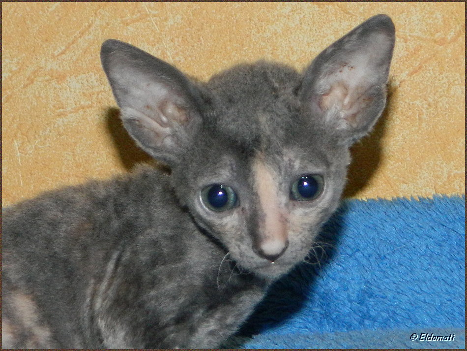 Noli, das kleine Mädchen