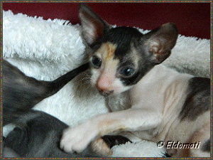 Luciérnaga (Lucy) Luciérnaga (Lucy)
