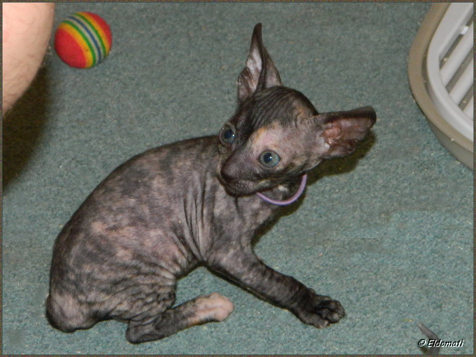 Luna spielt Luna spielt