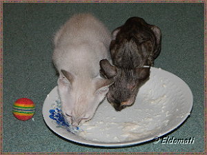 Kalimero isst mit Luna Kalimero isst mit Luna