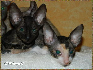 Leilah und Luciérnaga Leilah und Luciérnaga