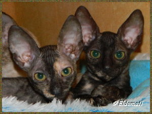 Luna und Leilah Luna und Leilah