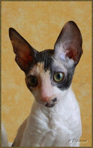 Luciérnaga Luciérnaga