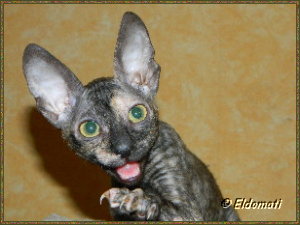 Luna Luna