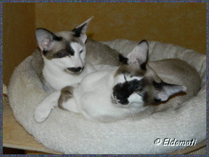 Jingle Bell und Jim-Bob im Katzenbettchen