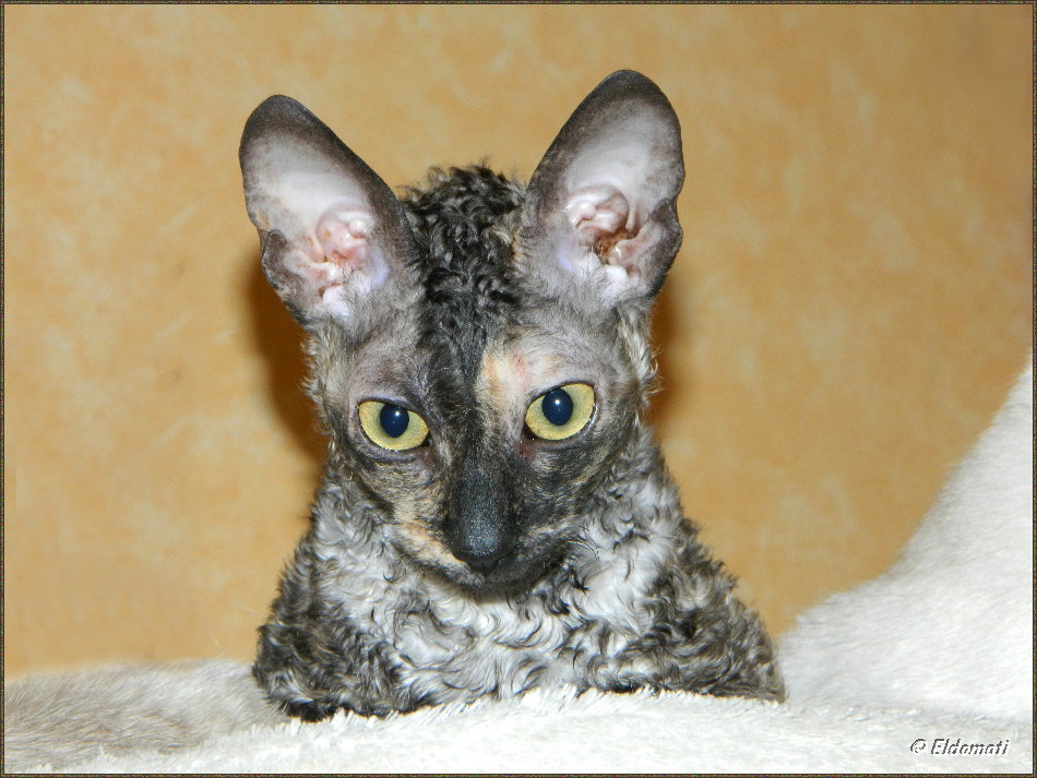 Luna zu Hause