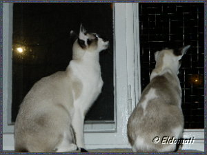 Jim-Bob und Josefine schauen aus dem Fenster