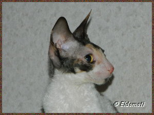 Lucy