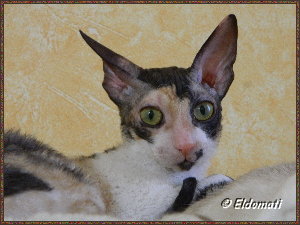 Lucy zu Hause