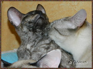 Luna genießt