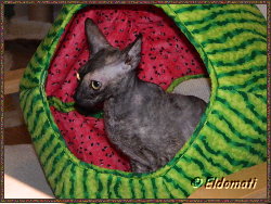 Luna in dem neuen Melonenbettchen