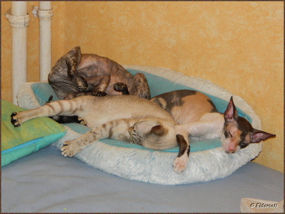 Es ist sehr warm und die Katzen sind sehr müde.