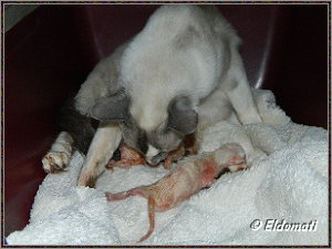 Namie mit ihren Babys Namie mit ihren Babys