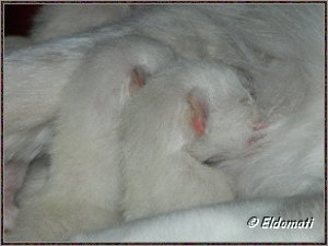 Zwei der Babys Zwei der Babys