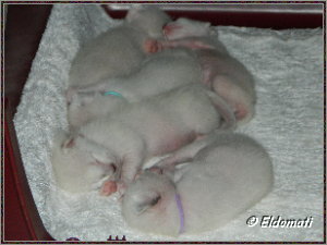 Schlafende Babys Schlafende Babys