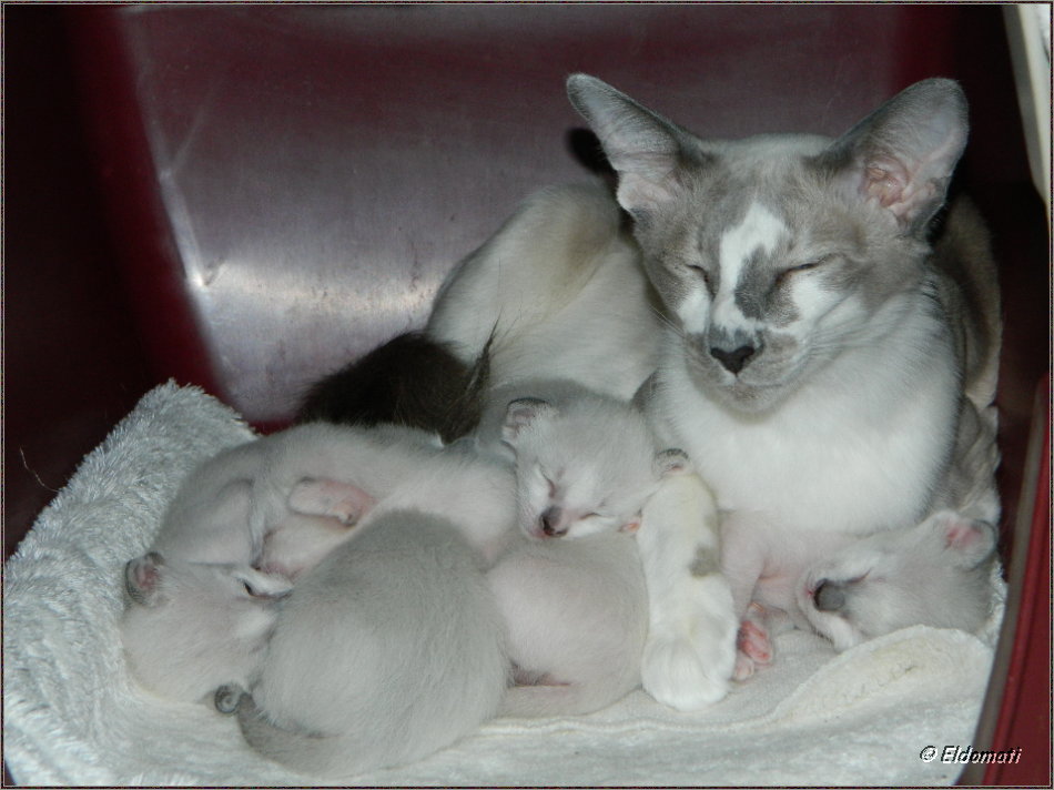 Die kleine Familie Die kleine Familie
