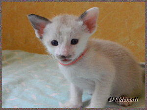 Jingles ist sooo süß Jingles ist sooo süß