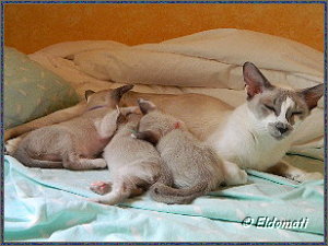 Gedränge an der Milchbar