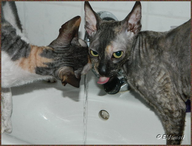 ... trinken am Liebsten aus dem Wasserhahn