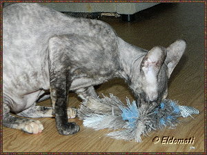 Luna spielt