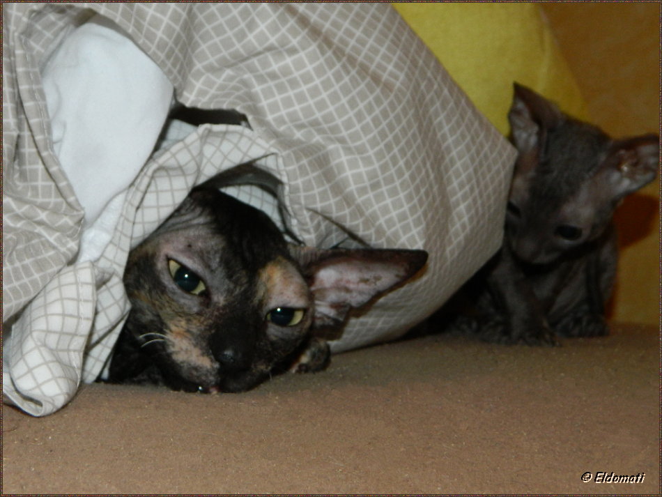 Myra hat Luna entdeckt.