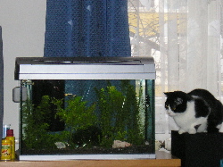 Melissa und die Fische