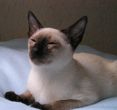 ....ponerse c�modo en la cama.