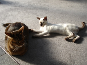 Cario mit Gizmo