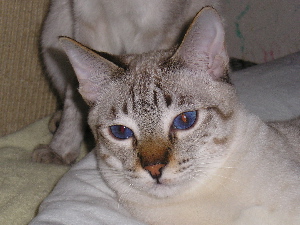 Crispin on 1st of may 2006