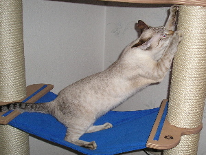The new  scratching post is great!